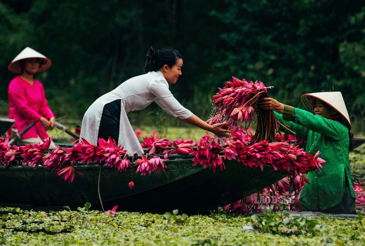 Ngồi thuyền ngắm hoa súng là hoạt động được nhiều du khách lựa chọn khi đến Tam Cốc vào mùa thu.