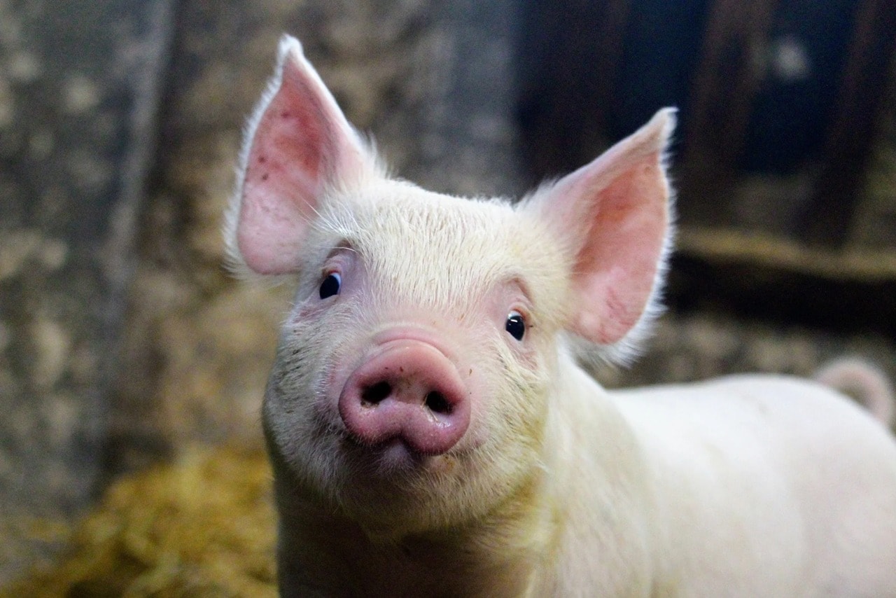 Giá heo hơi hôm nay 31 10 Miền Bắc lung lay, miền Trung và Nam bình ổn