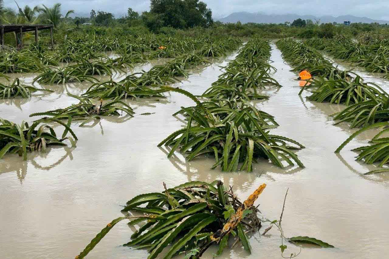 Cây trồng của người dân Lâm Đồng bị nước nhấn chìm gây hư hỏng. Ảnh: Phúc Khánh