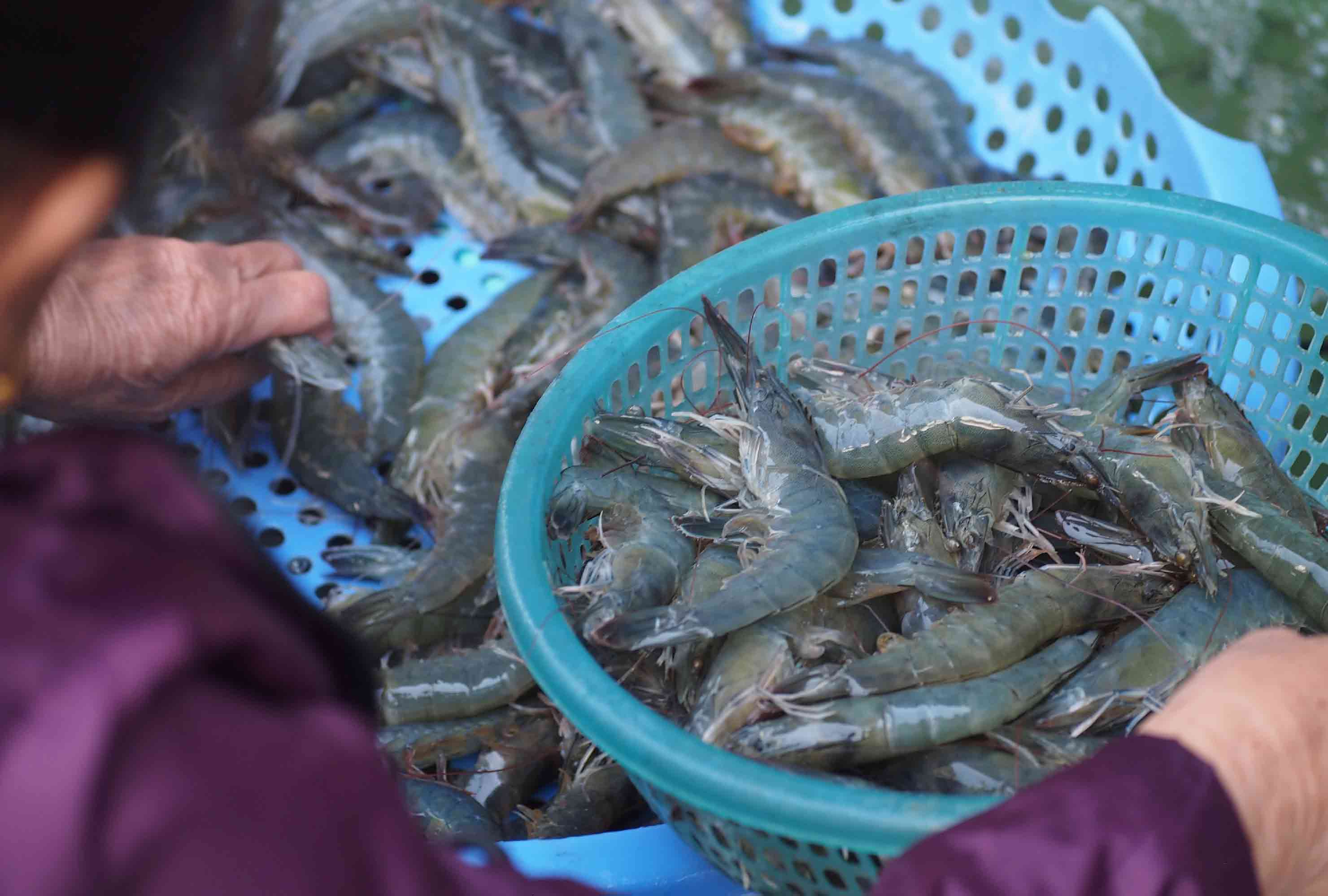 Xuất khẩu thủy sản thời gian tới cũng sẽ đối mặt nhiều thách thức, do các rào cản về thuế quan, rào cản kỹ thuật và các quy định quốc tế. Ảnh: Bích Ngọc