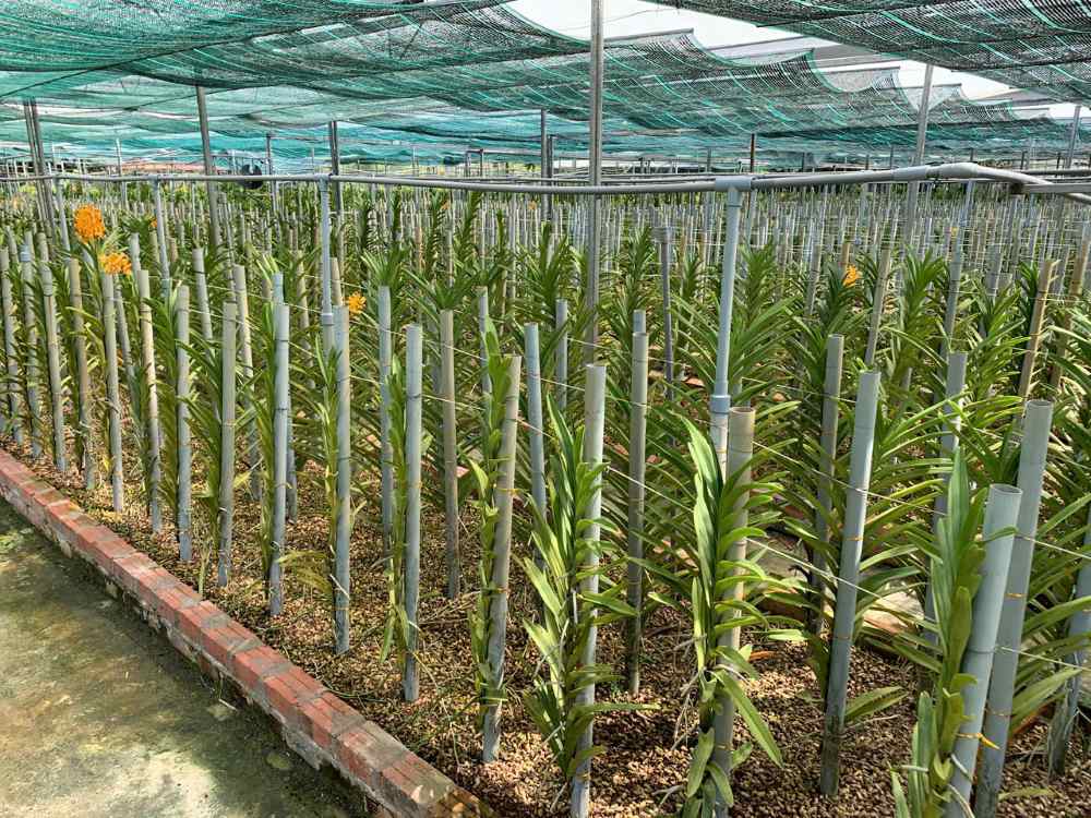 Nhiều hộ dân trồng các loại hoa lan, phục vụ đa dạng thị trường hoa Tết. Ảnh: Thanh Huyền