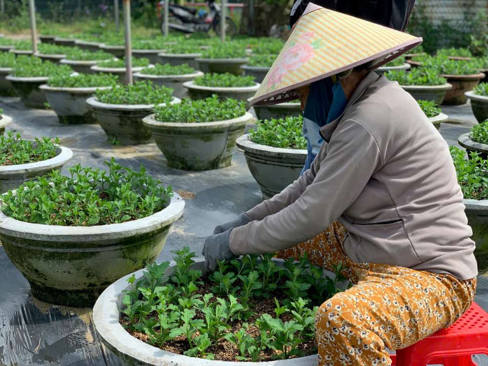 Bà Sung đầu tư gần 1.000 chậu bao gồm cúc đại đóa và cúc pha lê cho thị trường hoa Tết 2026. Ảnh: Thanh Huyền