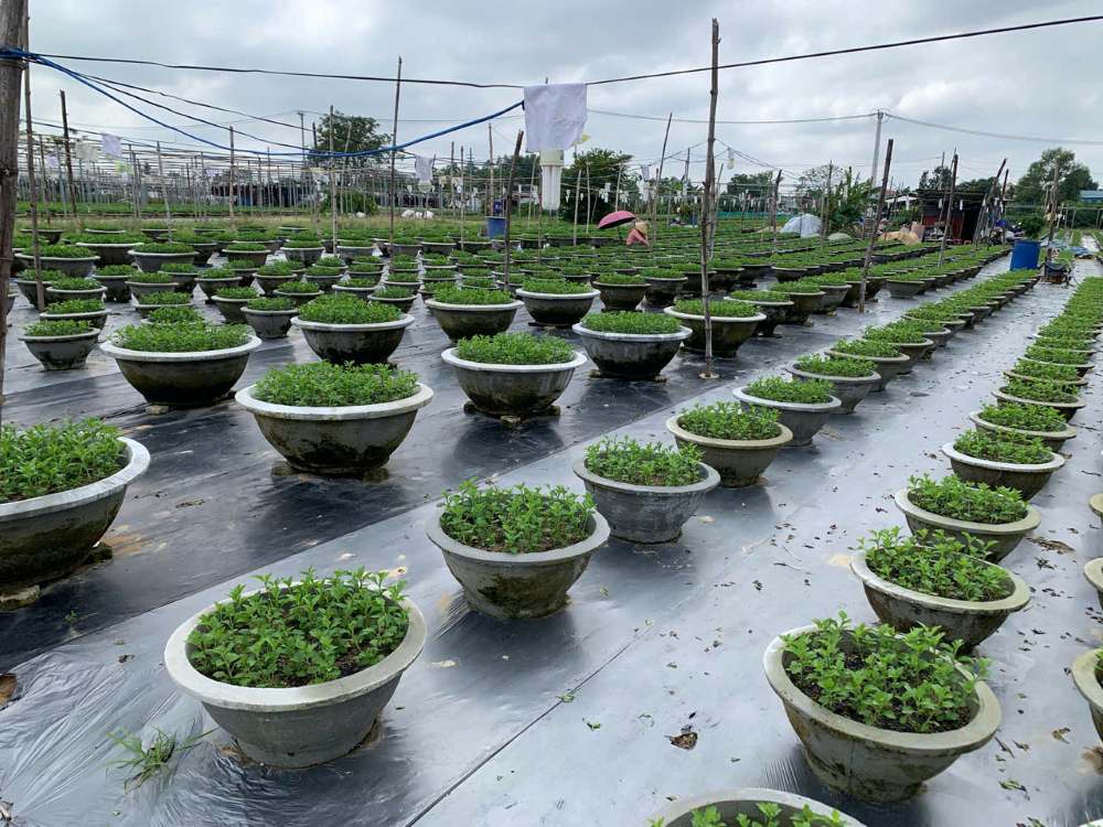 Làng hoa Dương Sơn đã bắt đầu bước vào vụ hoa Tết 2026. Ảnh: Thanh Huyền