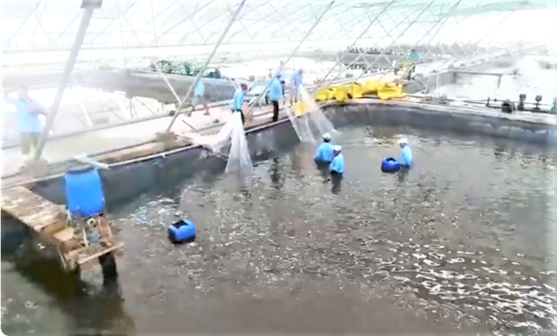 Cà Mau phát triển kinh tế thủy sản là ngành kinh tế trụ cột của tỉnh