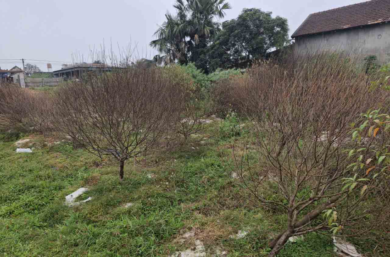 Thiệt hại lớn cho nhiều hộ trồng đào. Ảnh: Trần Tuấn.