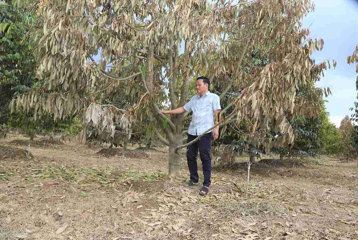 Vườn sầu riêng của gia đình ông Huỳnh Tấn Chiến bị chết không thể cứu chữa, phục hồi. Ảnh: Phúc Khánh