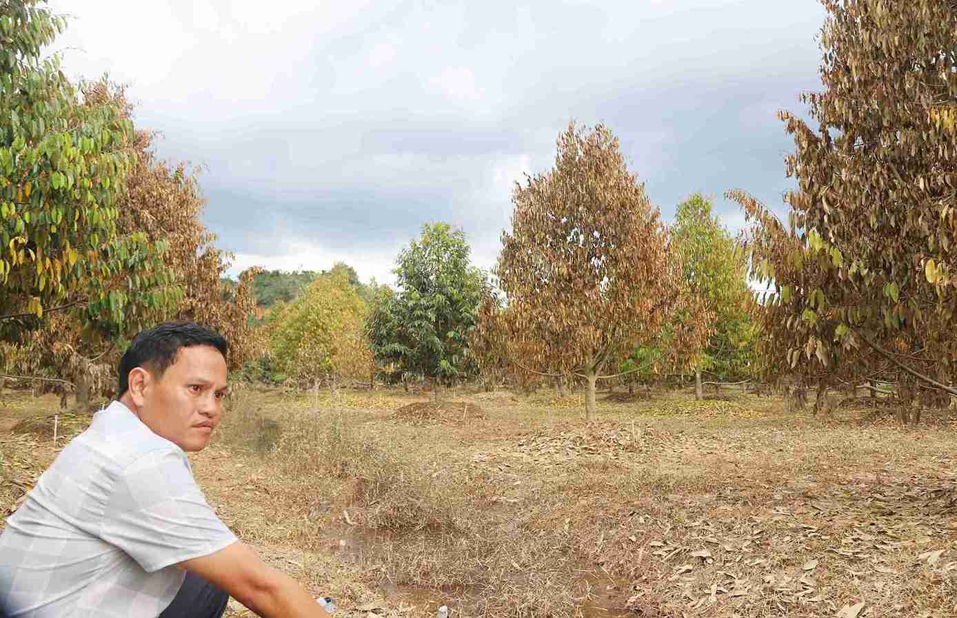 Theo thống kê, toàn xã Cát Tiên đang có khoảng 40ha sầu riêng bị chết sau khi bị ngập lụt lâu ngày. Ảnh: Phúc Khánh