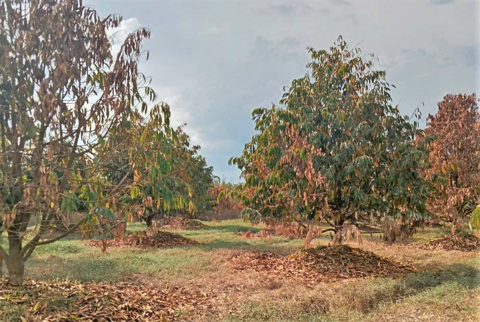 Bị ngập úng lâu ngày, sầu riêng bị thối rễ và dần rụng lá chết khô. Ảnh: Phúc Khánh