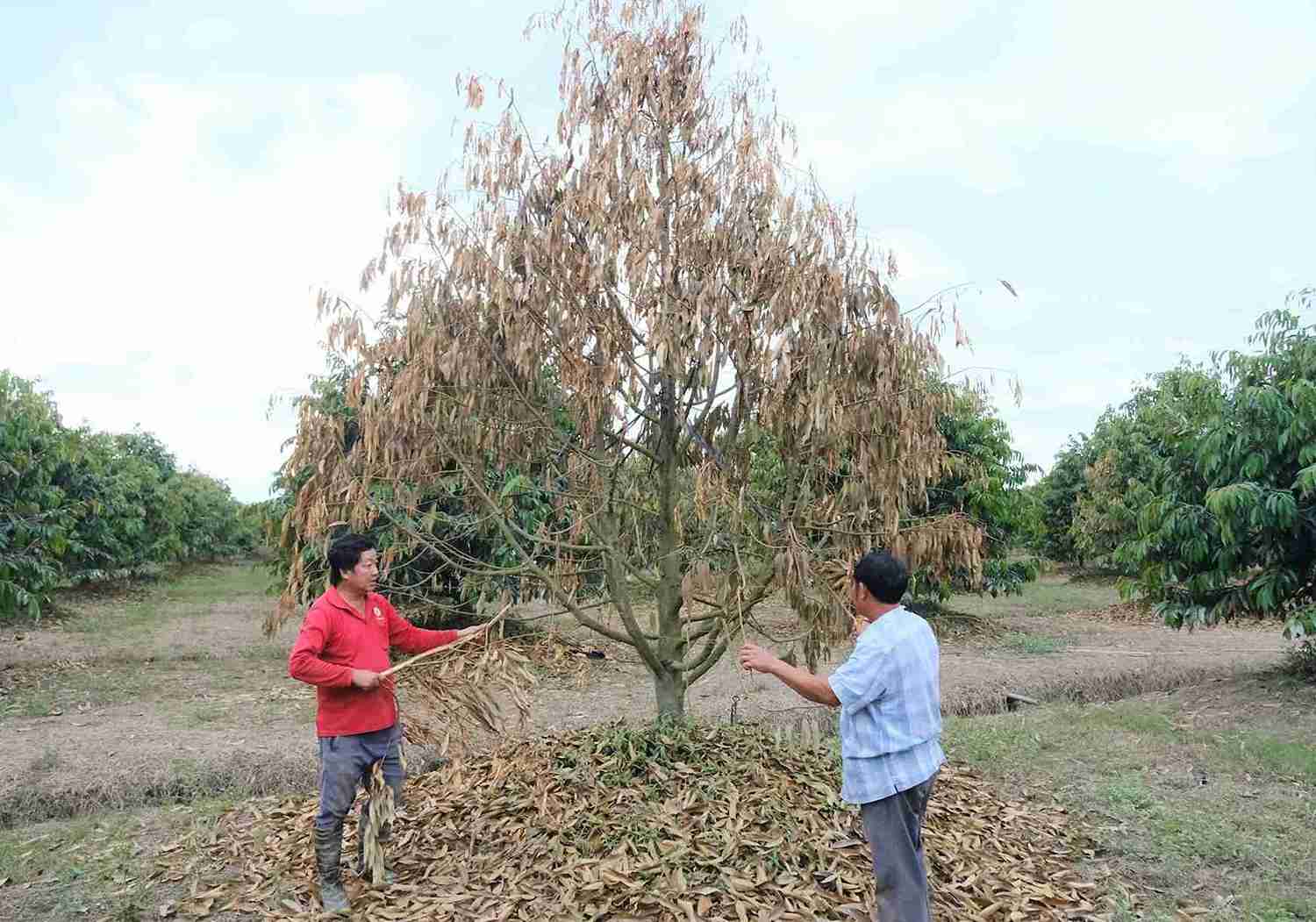 Ông Nguyễn Văn Lâm, ngụ tại thôn Quảng Ngãi 1 (người mặc áo đỏ) bên vườn sầu riêng bị chết sau thời gian ngập nước lâu ngày. Ảnh: Phúc Khánh