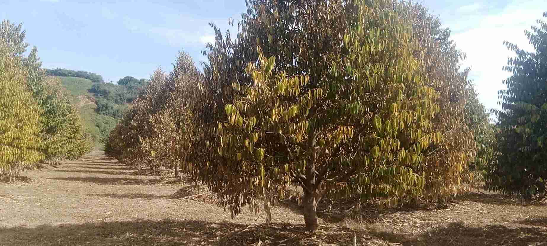 Theo ước tính của ông Lâm, vườn sầu riêng của gia đình ông bị chết gây thiệt hại kinh tế hơn 2 tỉ đồng. Ảnh: Phúc Khánh