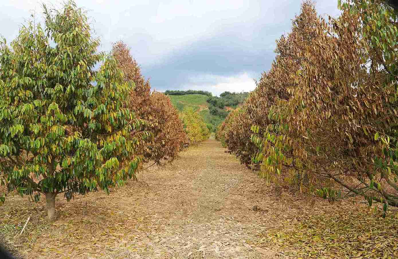 Vườn sầu riêng của gia đình ông Huỳnh Tấn Chiến (xã Cát Tiên) bị chết khô sau khi mưa lũ đi qua. Ảnh: Phúc Khánh