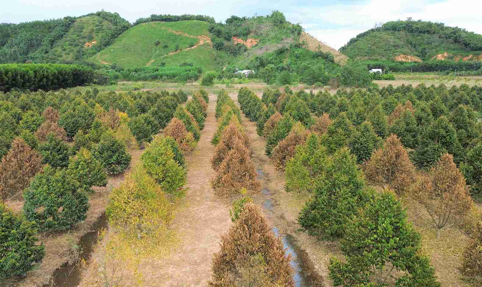 Khung cảnh hoang tàn tại một vườn sầu riêng đang chết dần sau khi bị ngập lụt lâu ngày tại xã Cát Tiên. Ảnh: Phúc Khánh