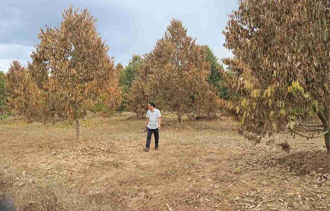 Sầu riêng chết hàng loạt sau lũ, nhiều hộ dân ven sông Đồng Nai ở Lâm Đồng mất tiền tỉ