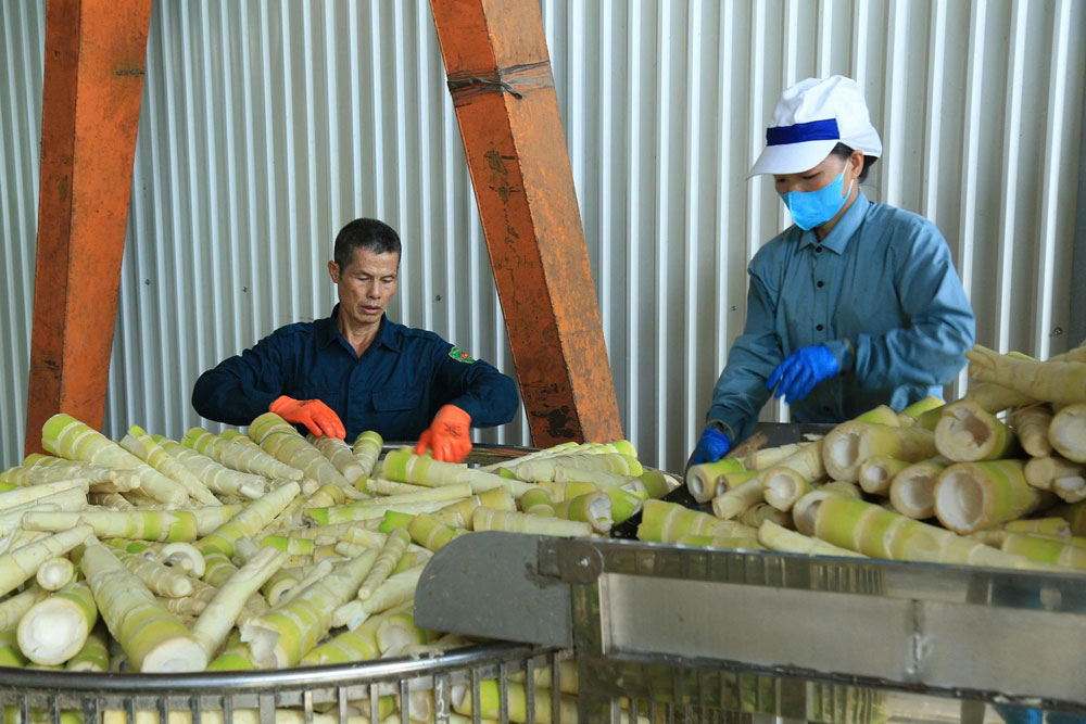 Người dân thu hoạch măng. Ảnh: Thanh Tiến.