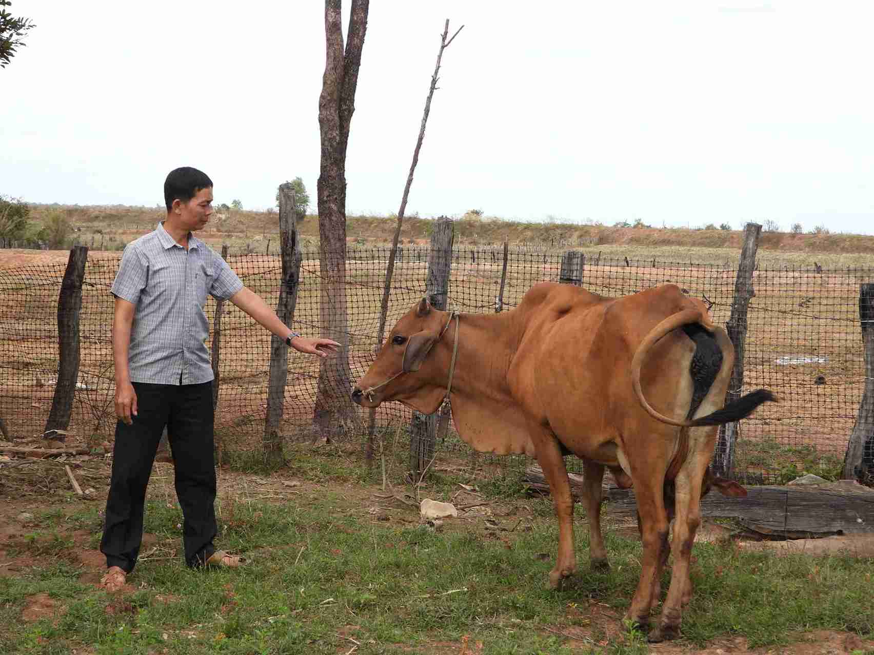 Ông Lương Văn Ngà - Bí thư Chi bộ thôn Đừng Nhạp theo dõi sức khỏe bò sinh sản của người dân trên địa bàn. Ảnh: Bảo Trung