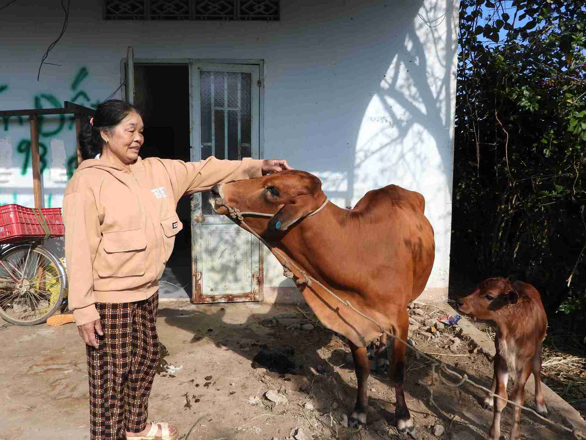 Người dân được hỗ trợ bò sinh sản để vươn lên trong cuộc sống. Ảnh: Bảo Lâm