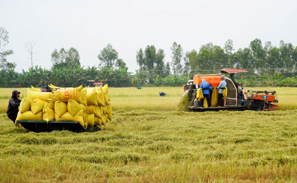 Nông dân Tổ hợp tác xã 30/4, xã Hồ Đắc Kiện (TP Cần Thơ) thu hoạch lúa Đông Xuân sớm. Ảnh: Phương Anh