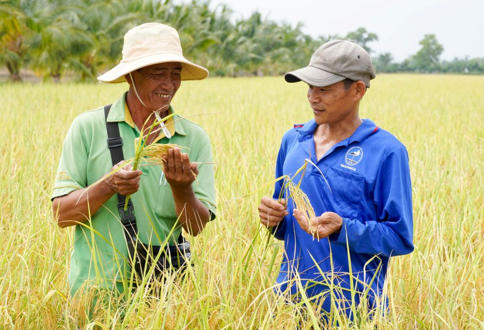 Cánh đồng lúa ST25 chín vàng, đạt năng suất cao tại xã Hồ Đắc Kiện. Ảnh: Phương Anh