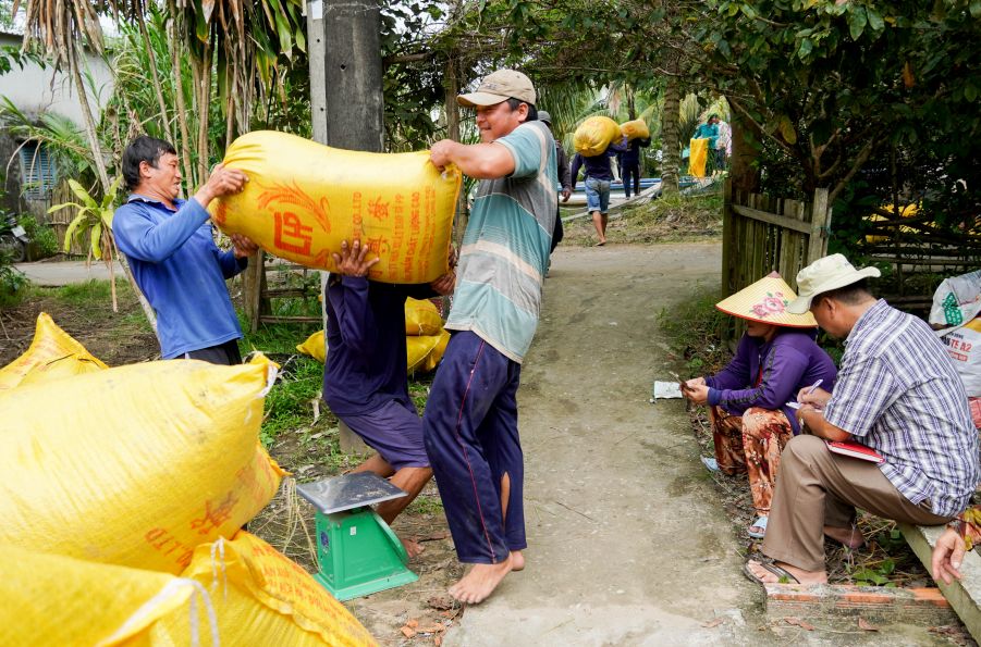 Lúa ST25 được doanh nghiệp thu mua với giá ổn định. Ảnh: Phương Anh