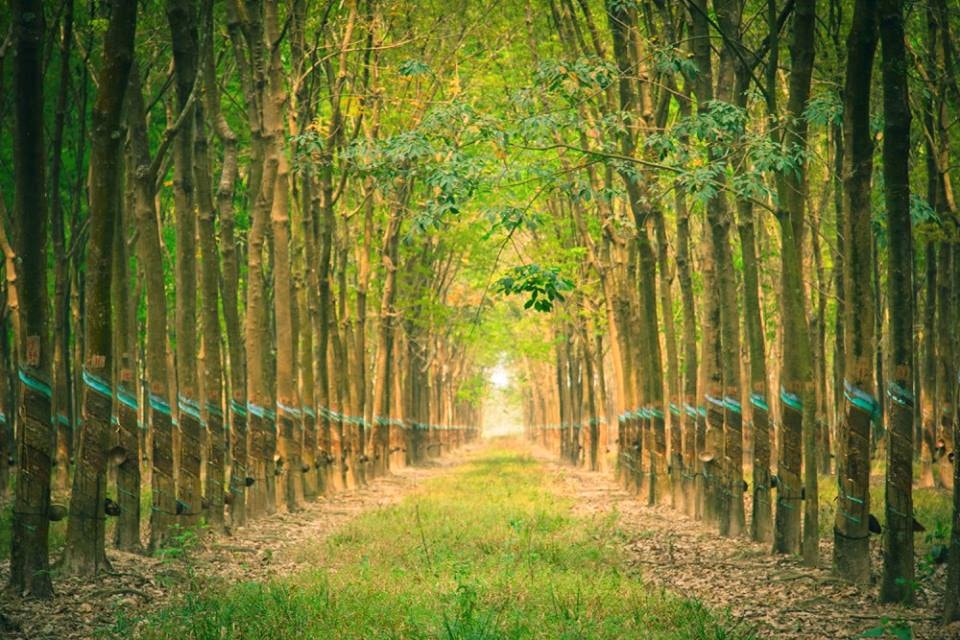 Giá cao su hôm nay 8/1: Thị trường thế giới khởi sắc trong nước giữ ổn định