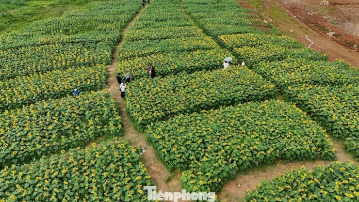 Cánh đồng hoa hướng dương tại xã An Phú, tỉnh Quảng Ngãi nhuộm vàng rực một vùng quê những ngày cuối năm.