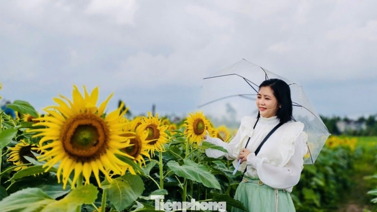 Vườn hoa mở cửa đón khách từ sáng sớm đến chiều muộn hàng ngày.