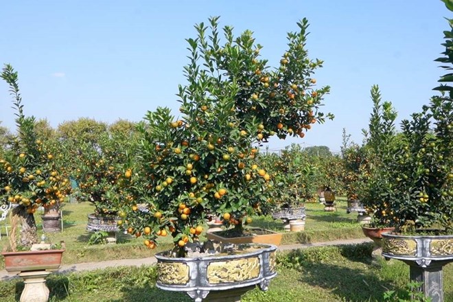 Quất 7 năm tạo tác dáng ngựa Tứ Liên hút giới chơi cây dịp Tết