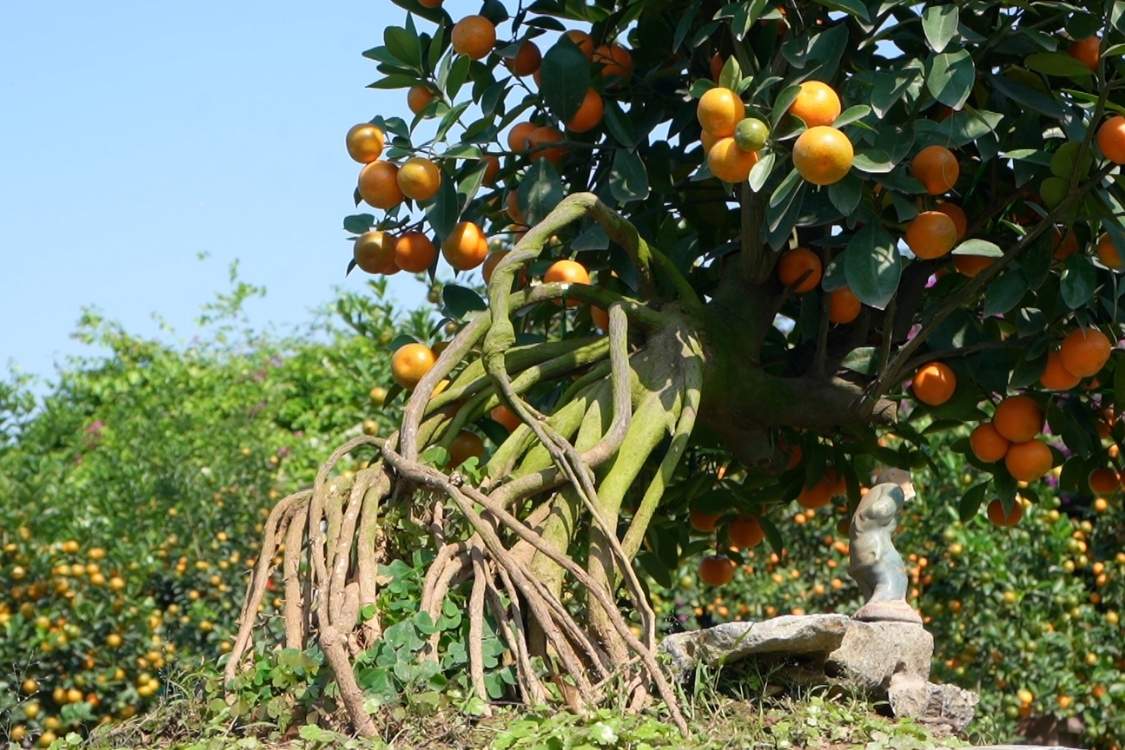 Những chậu quất mộc căn với bộ rễ lộ thiên, gân guốc nổi bật, tạo điểm nhấn độc đáo tại các vườn quất ở Tứ Liên.