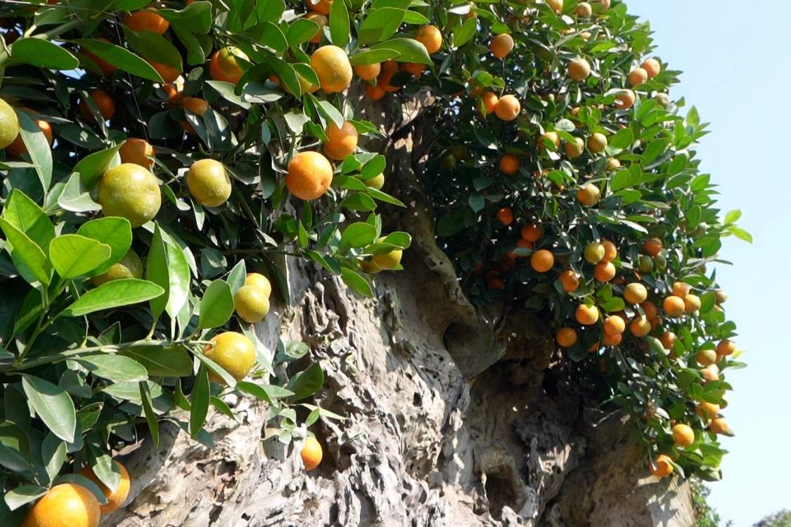 Một cây quất ghép trong gỗ lũa thu hút sự chú ý của người tham quan.