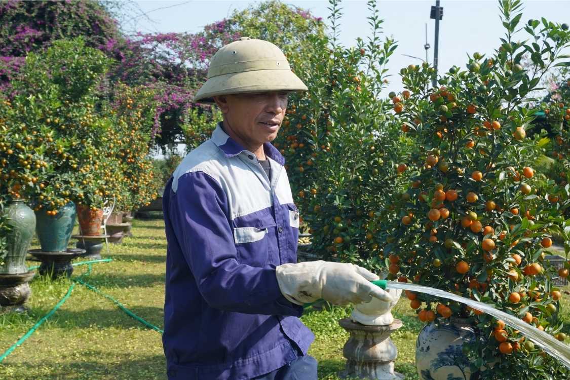 Theo nhà vườn, quất mộc căn có bộ rễ lộ thiên khiến cây khó chăm sóc hơn, đòi hỏi người trồng phải điều chỉnh liên tục về nước, đất và dinh dưỡng để cây sinh trưởng ổn định.