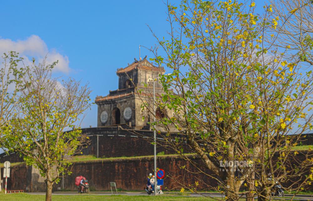 Sắc vàng của hoa mai hòa cùng màu trầm mặc của tường thành, mái ngói cổ, làm nổi bật vẻ đẹp vừa rực rỡ vừa trầm tĩnh của Huế.