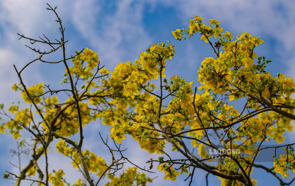 Dưới sự chăm sóc công phu của công nhân Trung tâm Công viên cây xanh Huế, nhiều cây đã bắt đầu nở những bông hoa đầu tiên, rung rinh trong nắng đông.