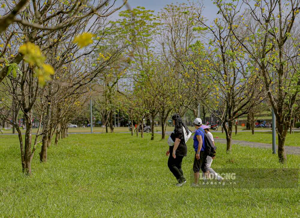 Những ngày đầu hoa nở, nhiều người dân địa phương tranh thủ đến dạo bước, tận hưởng không khí xuân sớm giữa không gian di sản.