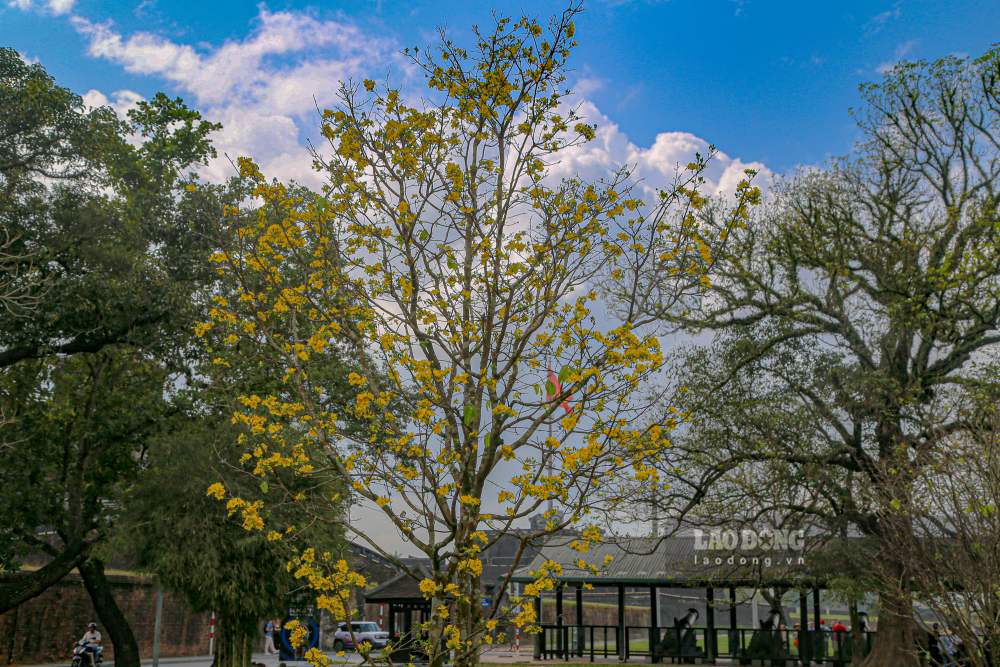 Mỗi cây mai mang một dáng thế riêng, từ cổ kính, vững chãi đến mềm mại, thanh thoát, tạo nên không gian thưởng lãm hài hòa và trang nhã.