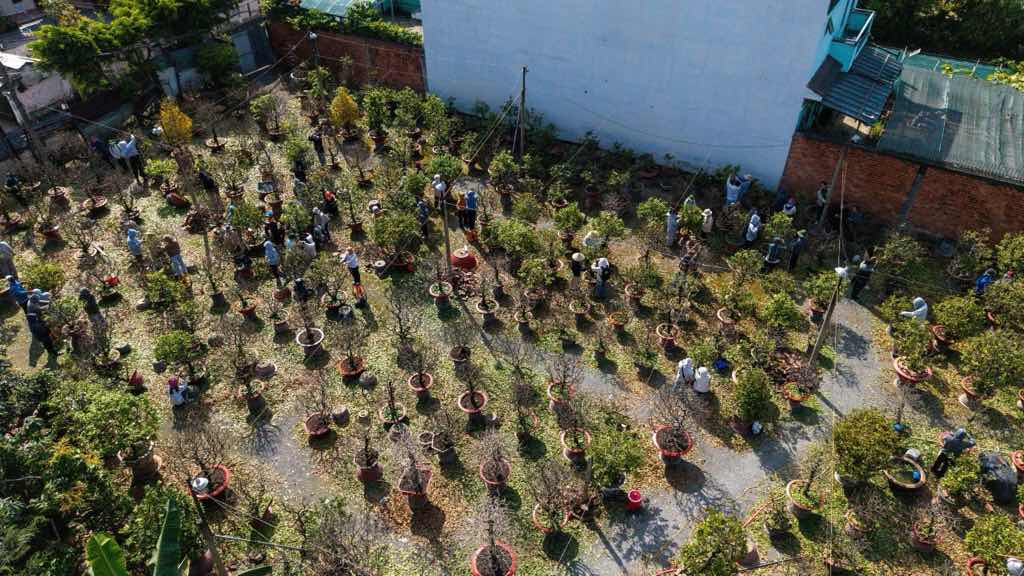 Hàng chục sinh viên tham gia lặt lá mai trong những ngày cao điểm đầu tháng Chạp. Ảnh: Thái Bảo