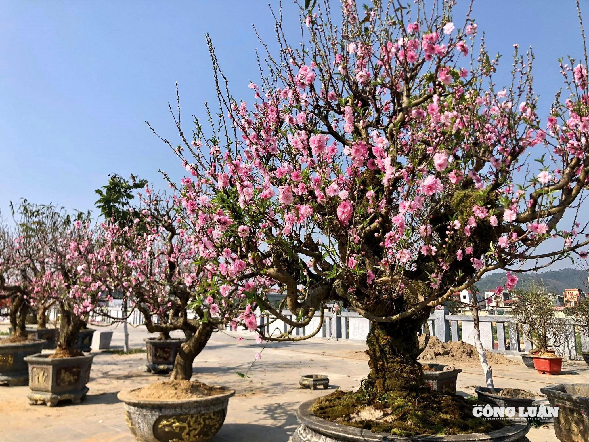 đào cổ thụ 1