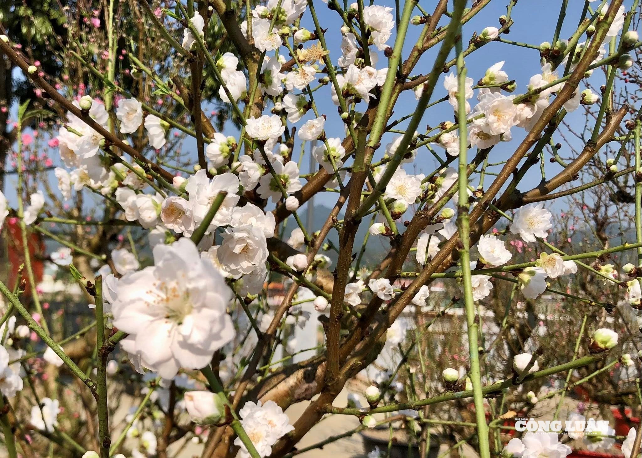 đào cổ thụ 4