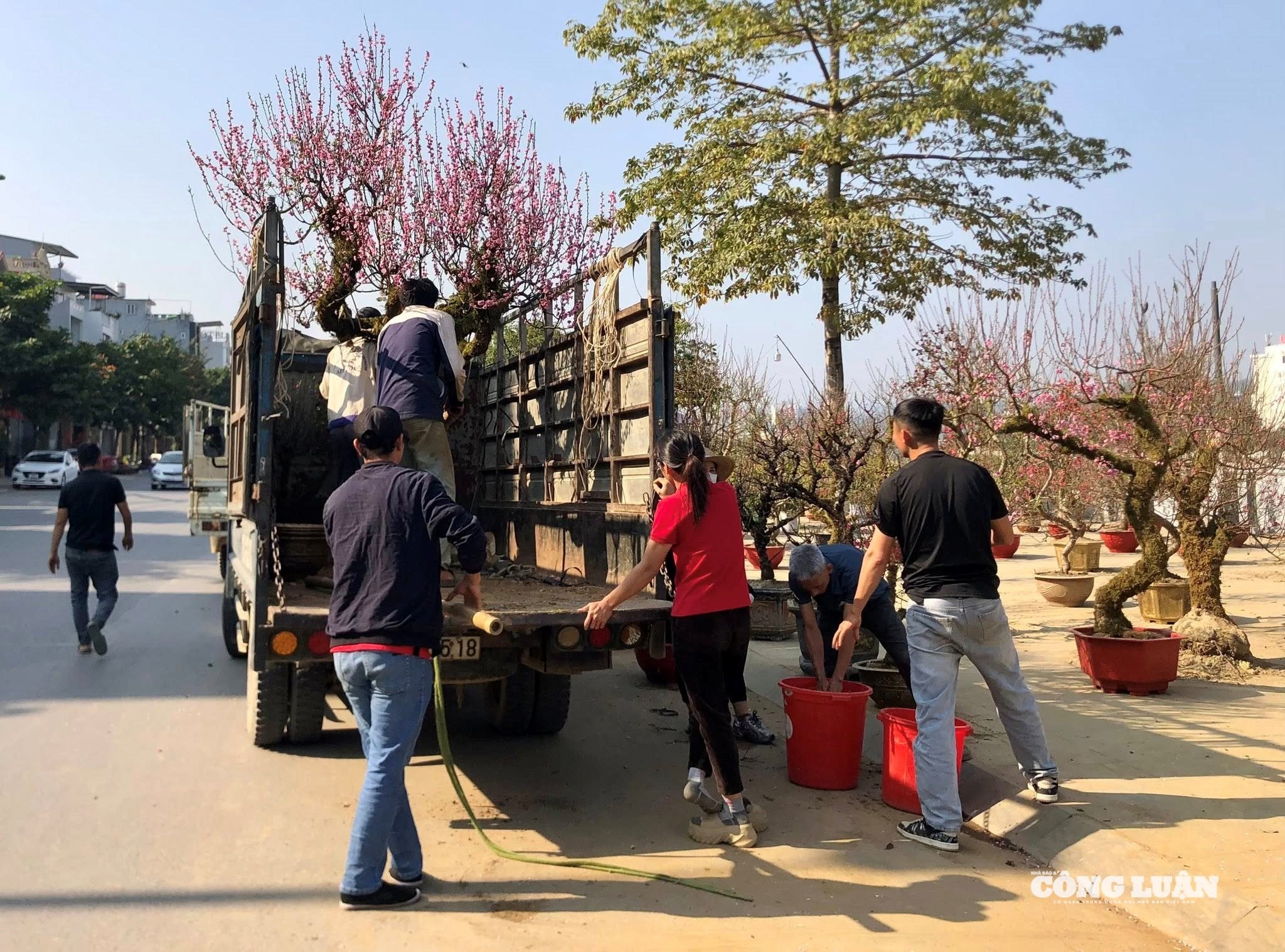 đào cổ thụ 3