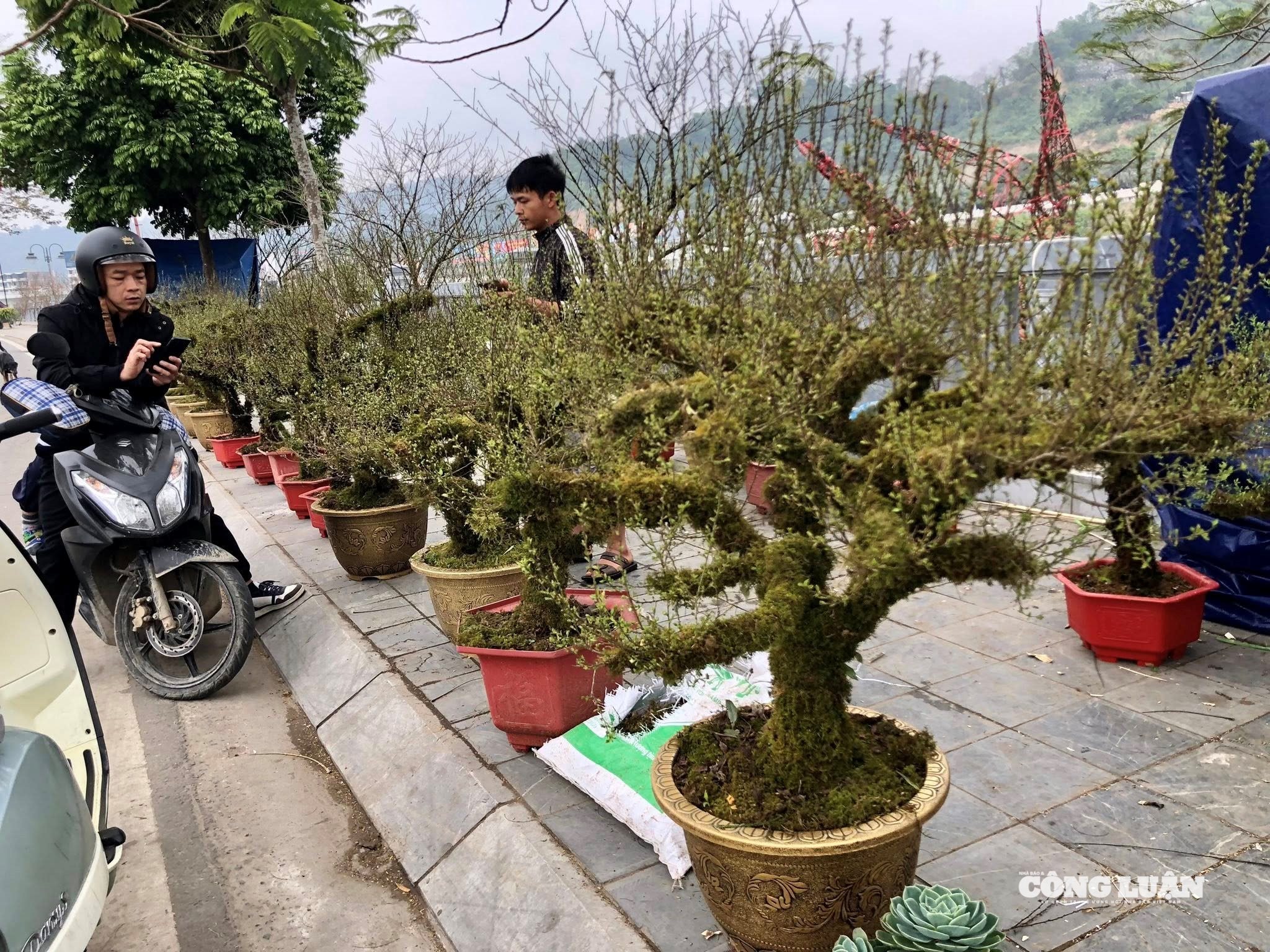 ảnh đào cổ thụ 6