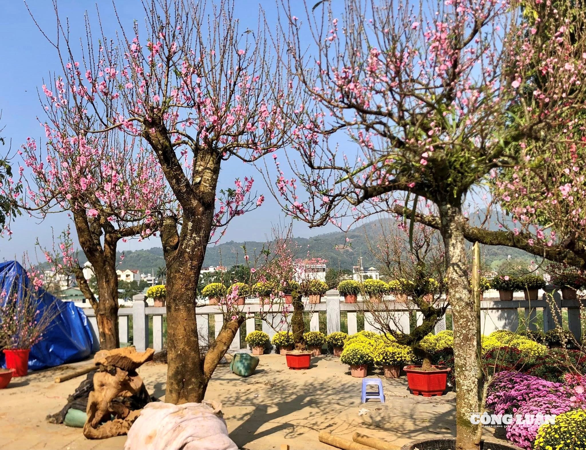 đào cổ thụ 2