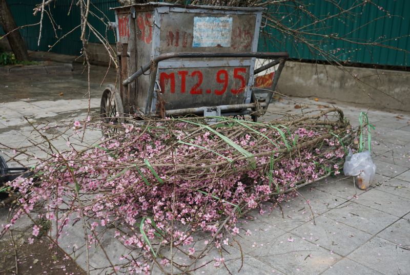 Những cành đào bung nở sớm được vứt chổng trơ trên hè phố. Ảnh: Quách Du