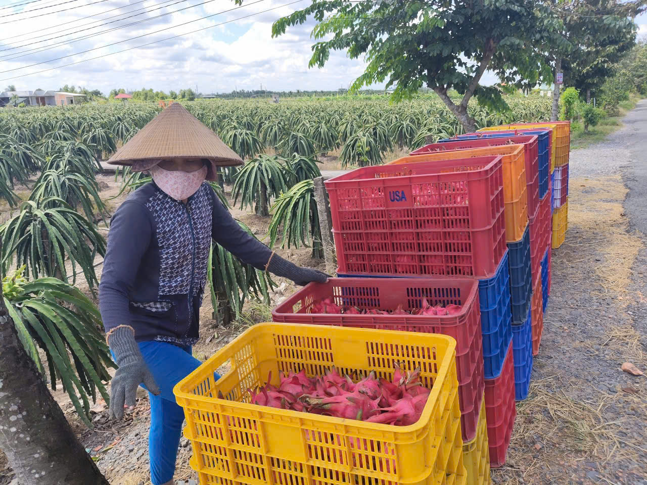 Giá thanh long Tây Ninh Tết Bính Ngọ 2026 và những lo lắng của nông dân - Ảnh 7.