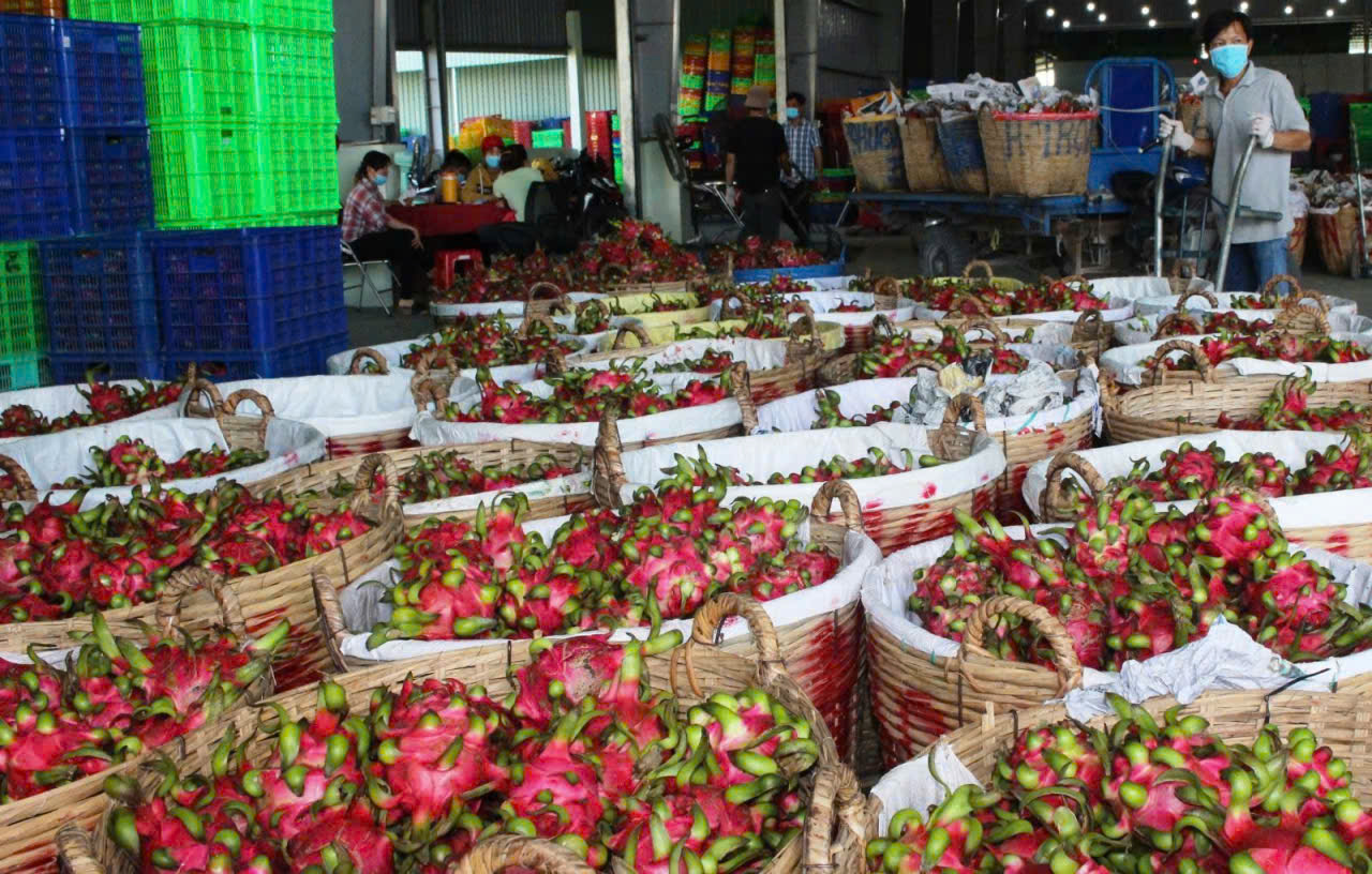 Giá thanh long Tây Ninh Tết Bính Ngọ 2026 và những lo lắng của nông dân - Ảnh 10.