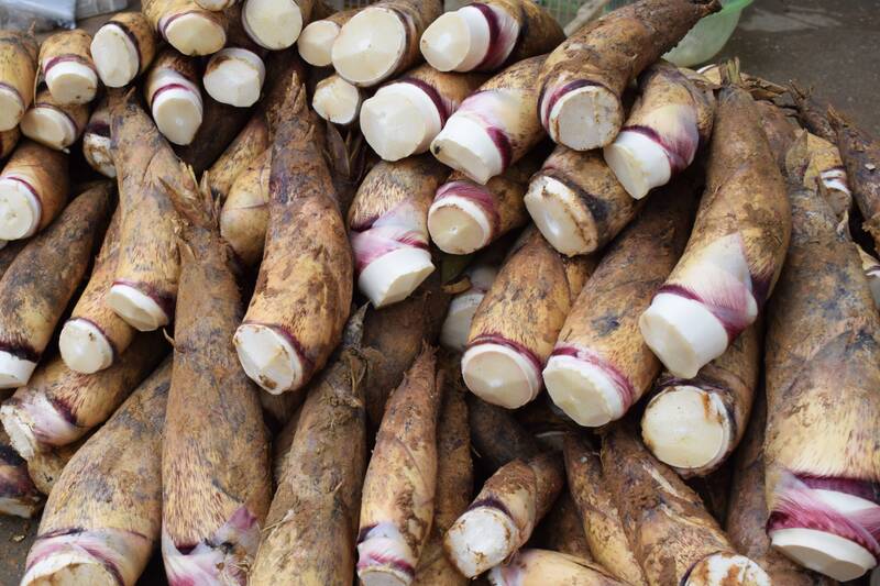 Người dân xã Mường Cơi chủ yếu trồng cây sặt và vầu lấy măng. Ảnh: Trường Sơn