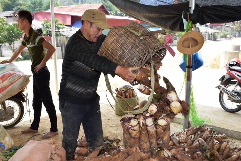 Người dân xã Mường Cơi bán măng tươi cho thương lái. Ảnh: Trường Sơn