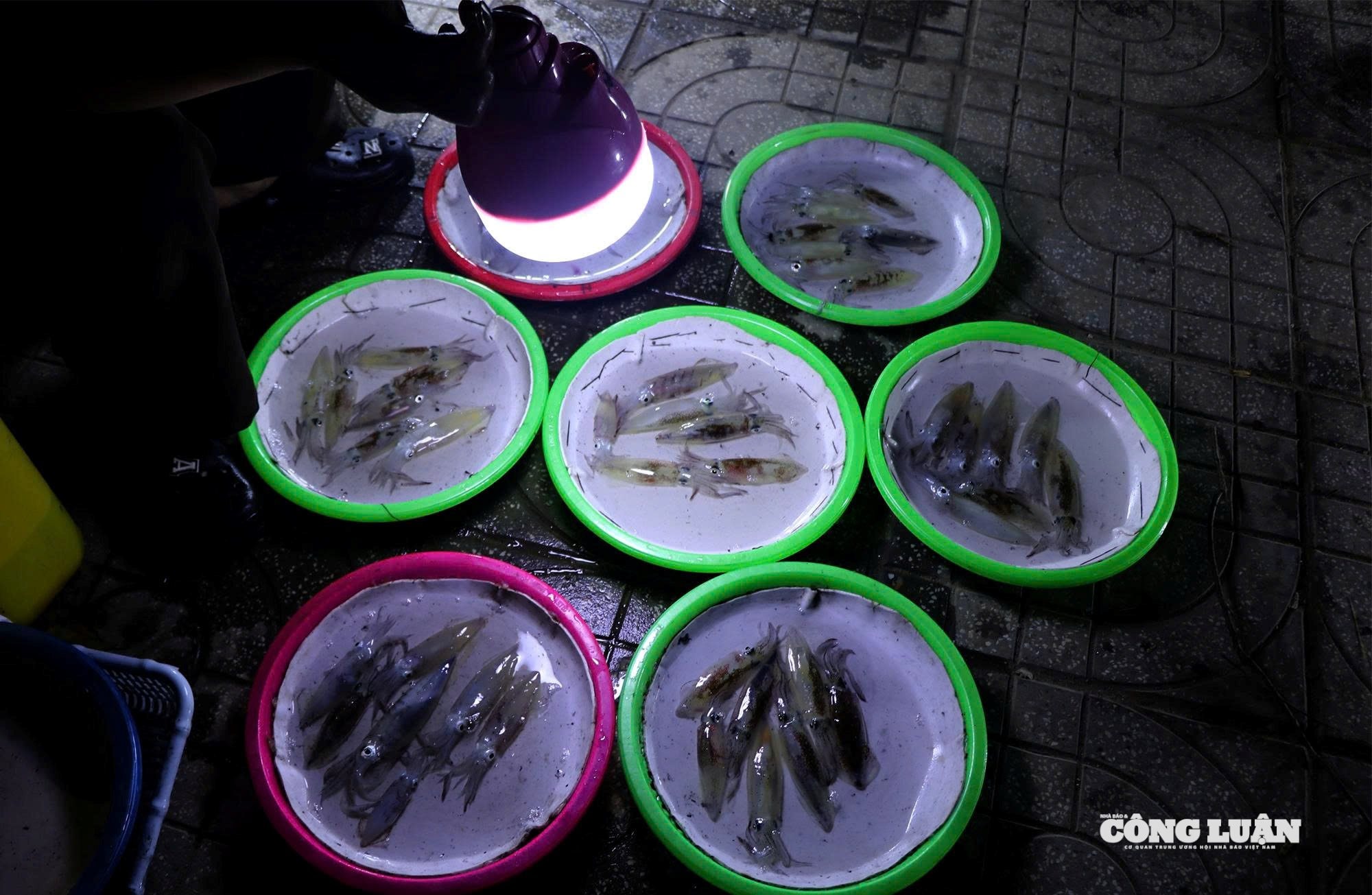 Mỗi mớ chừng 6 đến 9 con mực với giá trên dưới 200 nghìn đồng