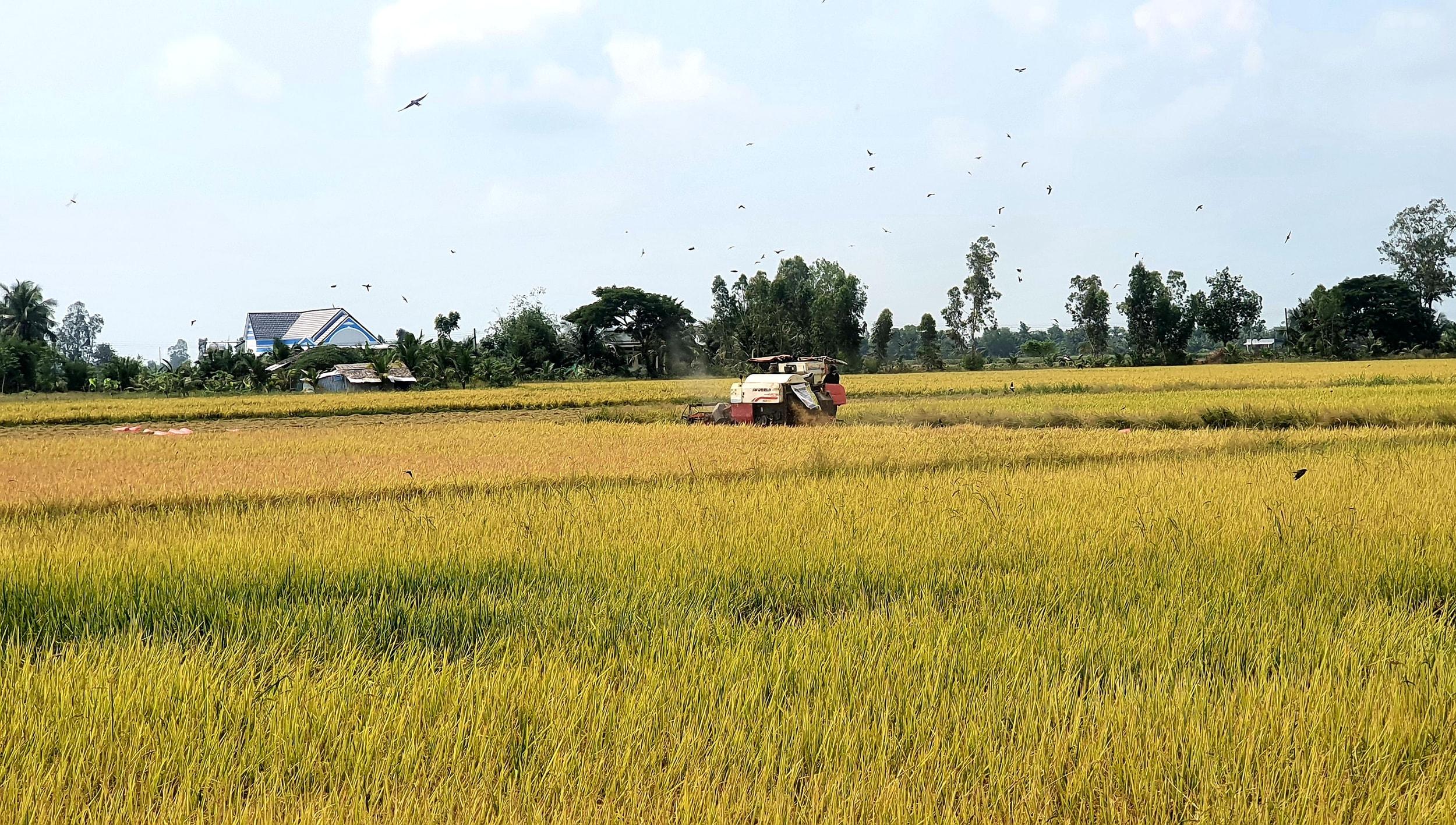 Cà Mau chuyển đổi 88 ha đất lúa sang cây trồng khác và mô hình lúa – thủy sản.