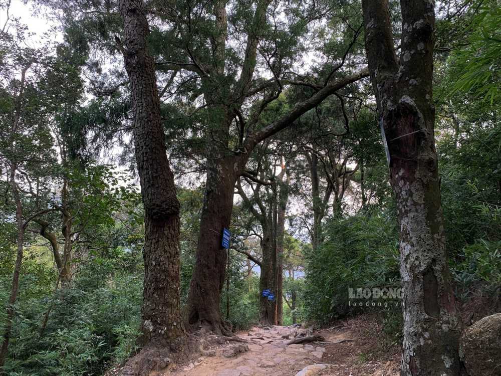Đường Xích Tùng trên non thiêng Yên Tử. Ảnh: Nguyễn Hùng