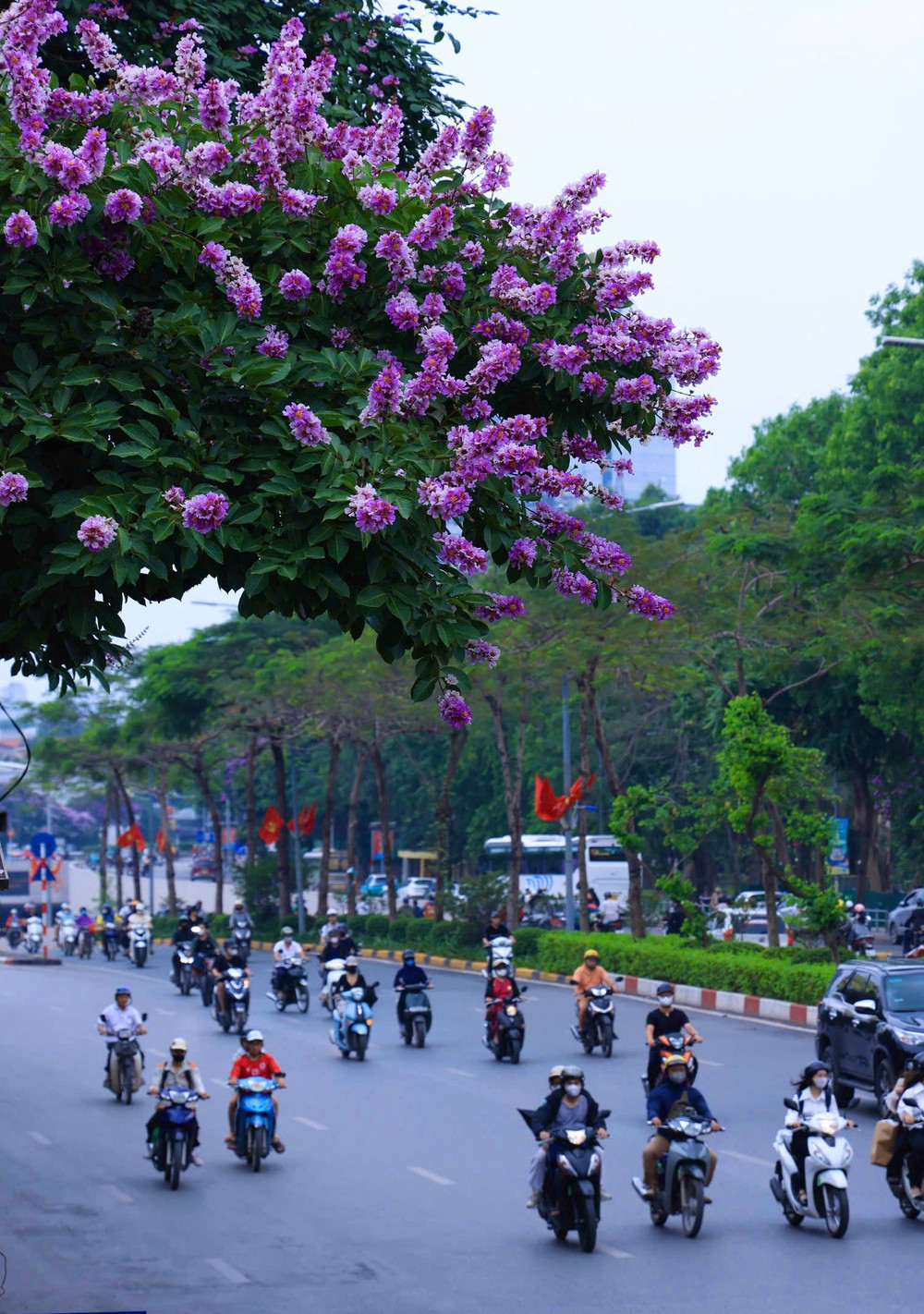 Đi qua các con phố lớn của Hà Nội, người dân dễ dàng bắt gặp những tán bằng lăng bung nở tím biếc. Ảnh: Đình Trung z7825425076138-7acca4afda4b1cf5b8060b7f835b1bd4.jpg