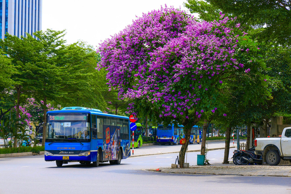 Những ngày giữa tháng 5, sắc tím bằng lăng không chỉ làm đẹp phố phường mà còn trở thành một phần cảm xúc rất riêng của Hà Nội. Ảnh: Đình Trung z7825425021180-dd48dd2038cec3581ef6b57f54adb8b1.jpg